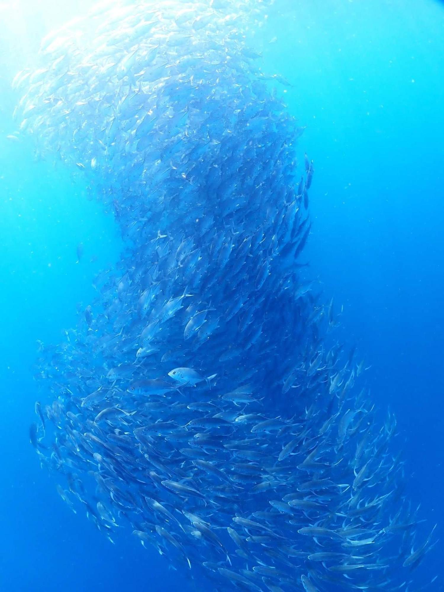 Casa Escondida Anilao Resort And Dive Center 马比尼 外观 照片