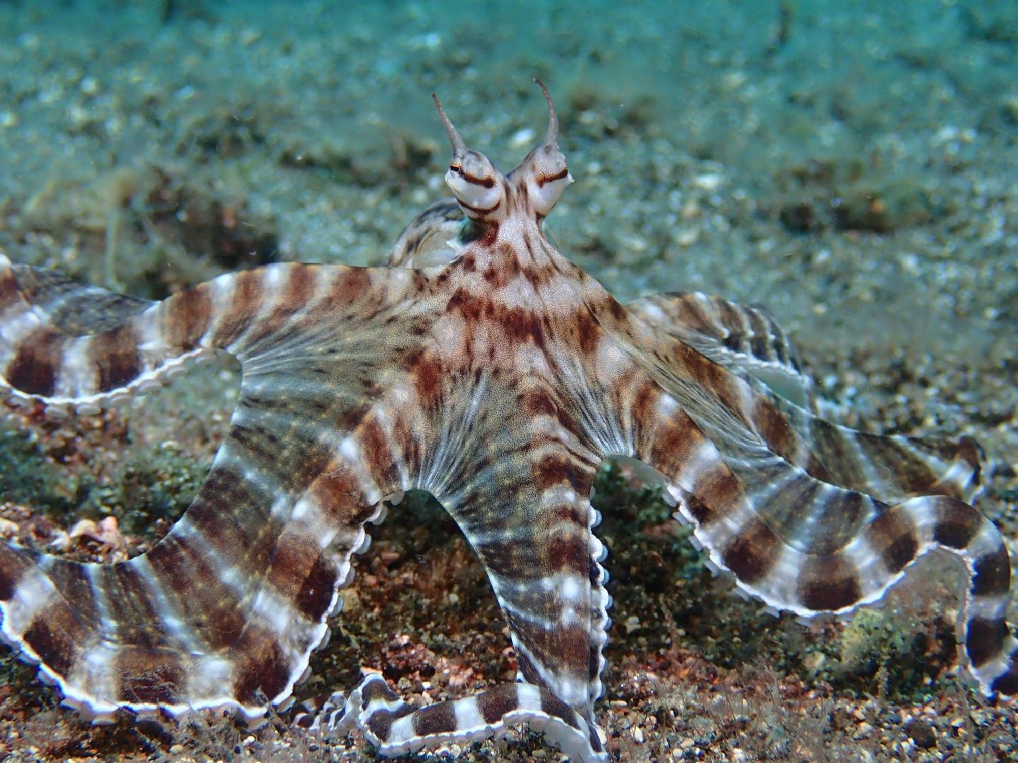 Casa Escondida Anilao Resort And Dive Center 马比尼 外观 照片